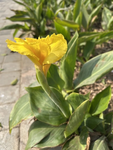 Garden Canna
