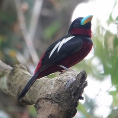 Cymbirhynchus macrorhynchos