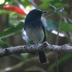 Cyornis hainanus
