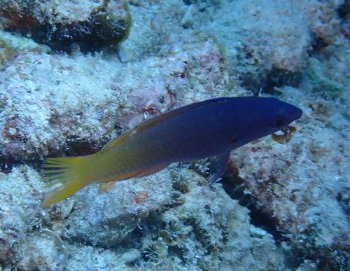 Tweekleur-lipvis (Halichoeres prosopeion) — Labridae — 2