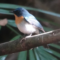 Cyornis sumatrensis