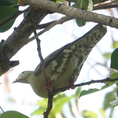 Treron curvirostra