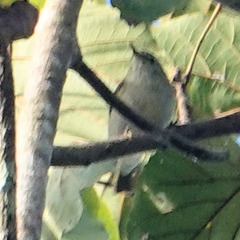 Phylloscopus borealis