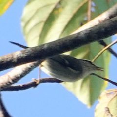 Phylloscopus borealis