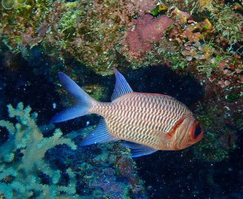 Blacktip soldierfish (Myripristis hexagona) — Holocentridae — 5