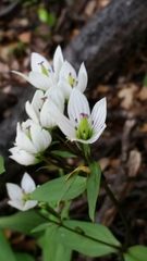 Gentianella tenuifolia