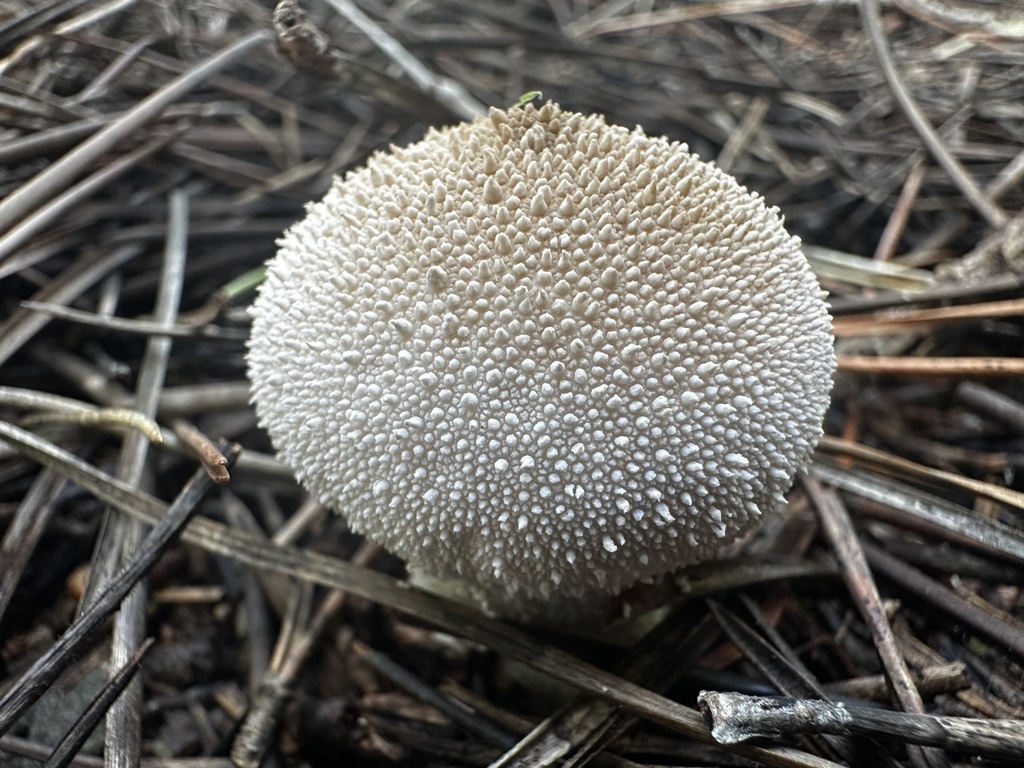 Lycoperdon perlatum
