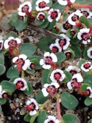 Euphorbia polycarpa polycarpa