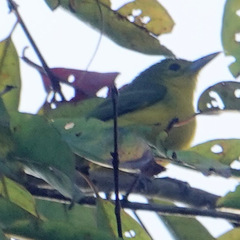 Aegithina lafresnayei