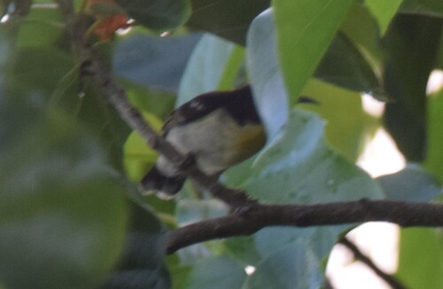 Sulphur-breasted Myzomela (Myzomela jugularis), photo 3