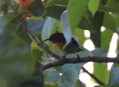 Sulphur-breasted Myzomela (Myzomela jugularis), photo 2