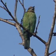 Psilopogon faiostrictus