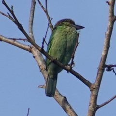 Psilopogon faiostrictus