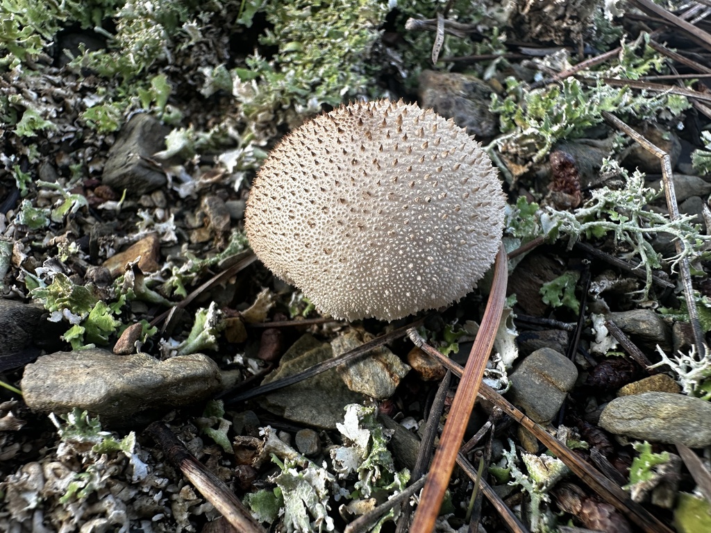 Lycoperdon perlatum · January 2026 · photo: © ed_mart (iNaturalist, cc0)