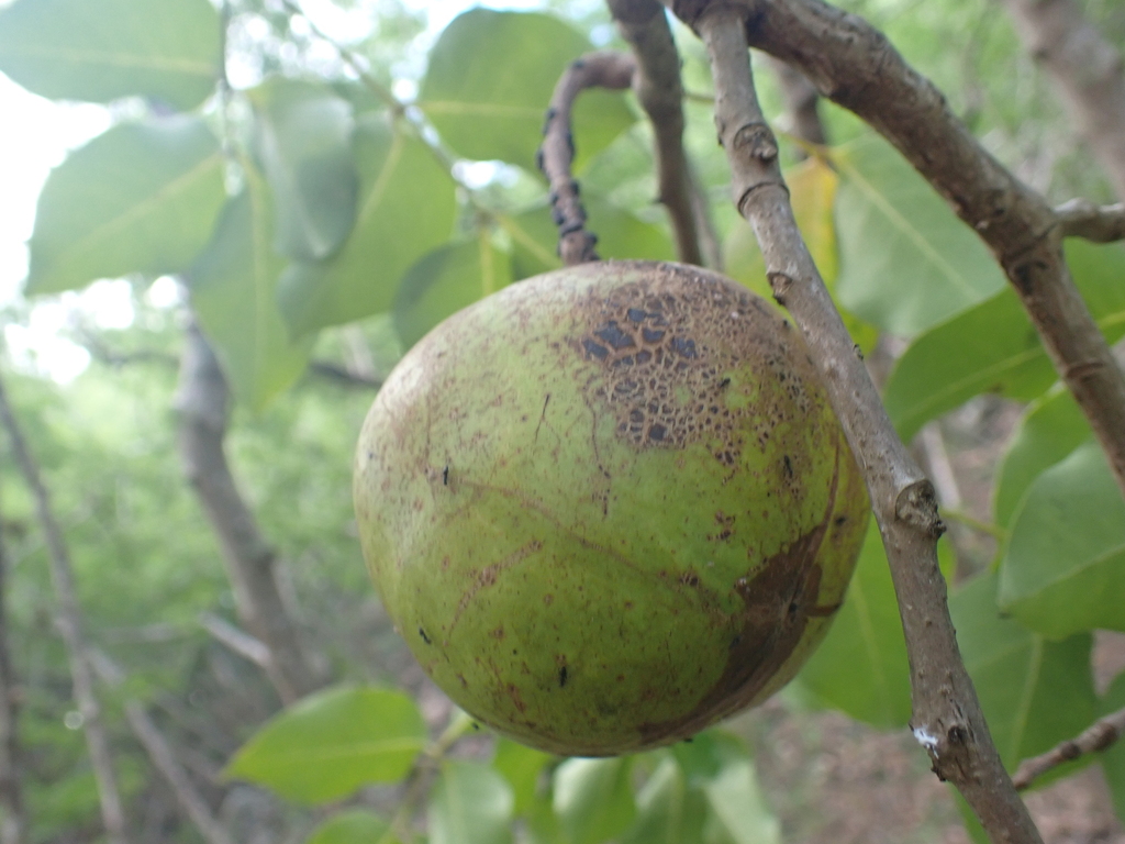Su ổi – Xylocarpus granatum