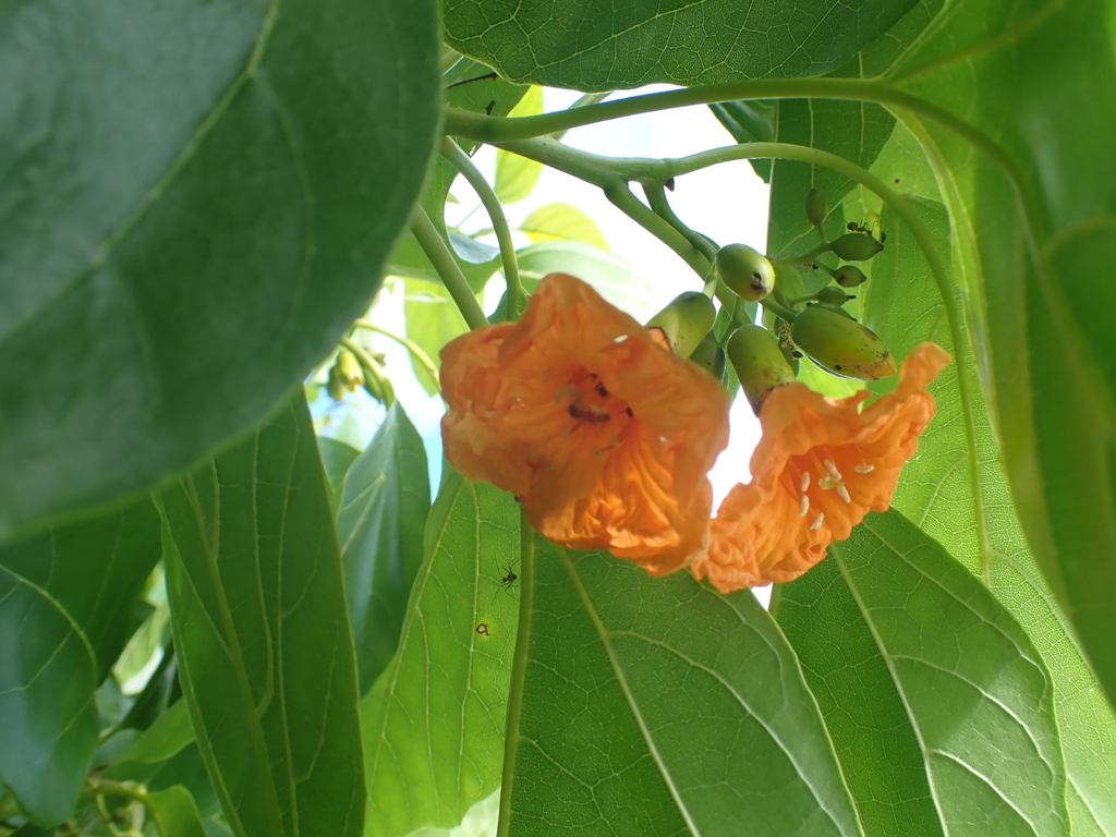 Tâm mộc hình tim – Cordia subcordata