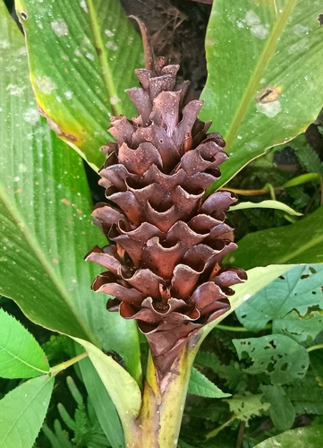 Adelmeria gigantifolia observed 2025-12-02