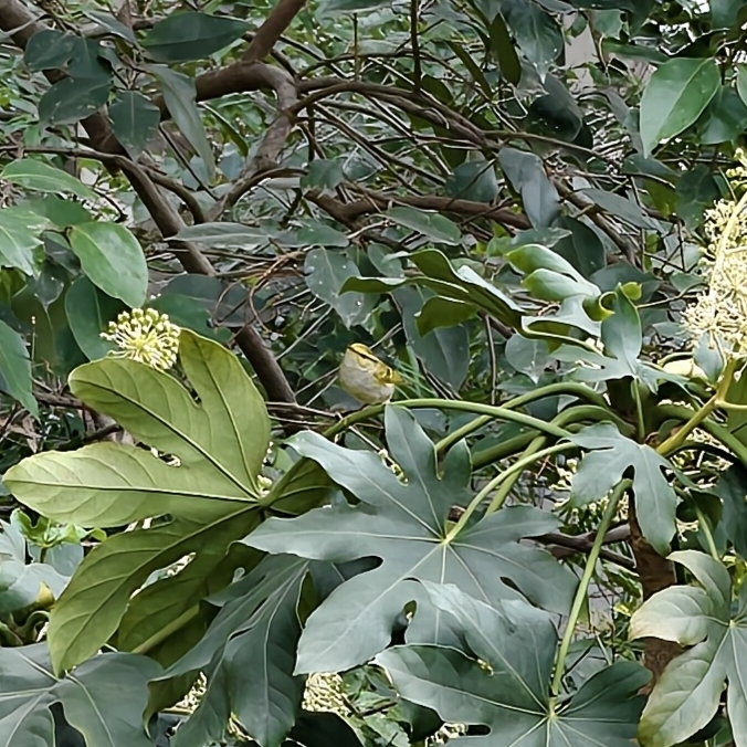 Pallas's Leaf Warbler (Phylloscopus proregulus), photo 2