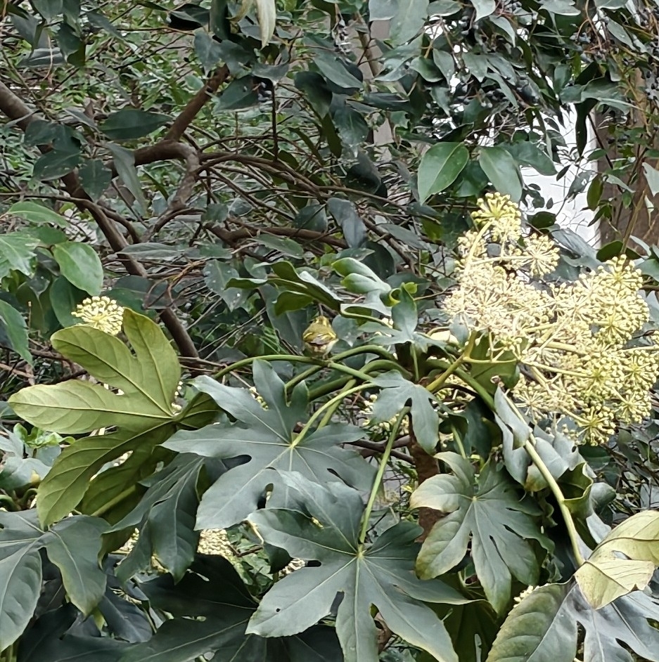 Pallas's Leaf Warbler (Phylloscopus proregulus), photo 3
