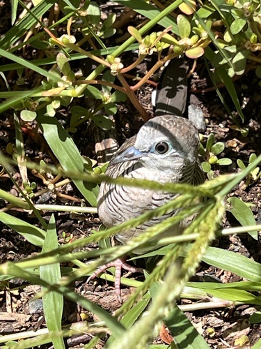 Peaceful Dove (Geopelia placida), photo 4
