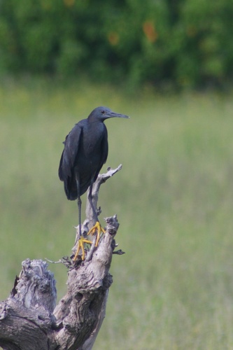 iNaturalist: (c) redshift3, some rights reserved (CC BY-NC) iNaturalist image