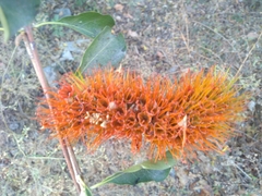 Combretum farinosum