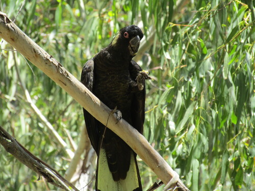 Yellow-tailed Black Cockatoo (Zanda funerea), photo 5