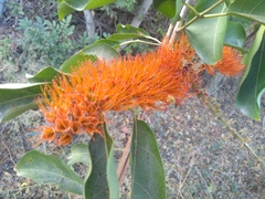 Combretum farinosum