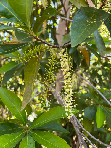 Helicia australasica observed 2025-09-18