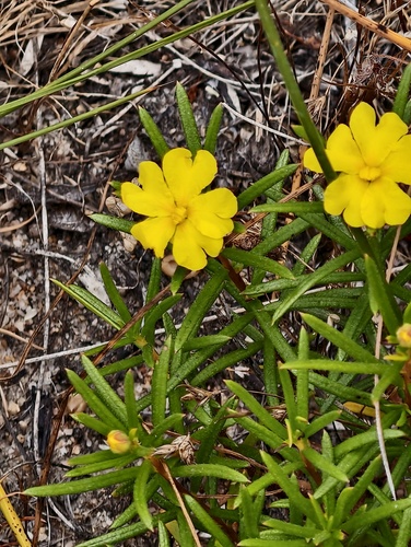 Hibbertia acerosa observed 2025-12-26