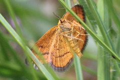Idaea flaveolaria