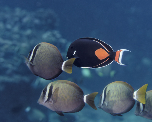 Head-band surgeonfish (Acanthurus leucopareius) — Acanthuridae — 5