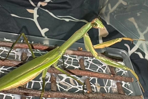 Chinese Mantis, Jiangsu, photo 10 of 10