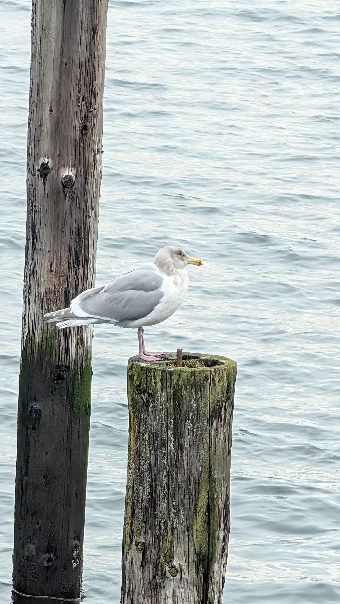 Glaucous-winged Gull (Larus glaucescens), photo 6