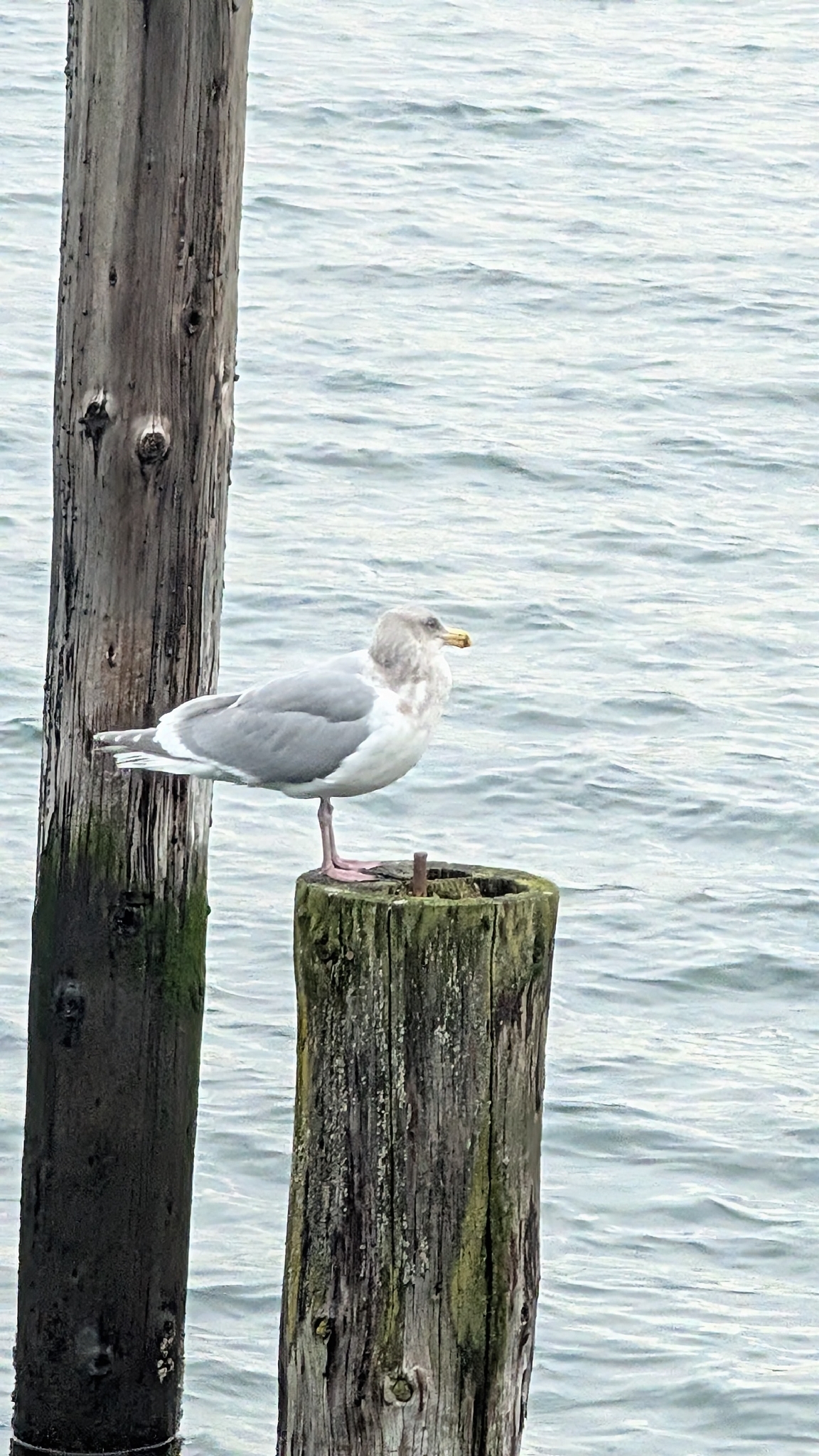 Glaucous-winged Gull (Larus glaucescens), photo 7