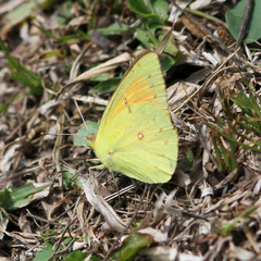 Colias lesbia
