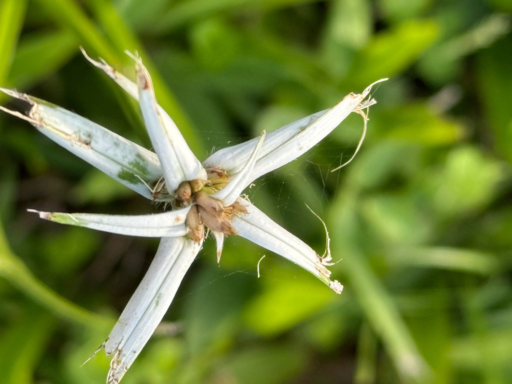 Rhynchospora pura; photograph Karen Saunders, CC BY, iNaturalist via GBIF