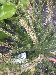 Lepidium chichicara