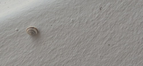 Sitala observed 2026-01-04