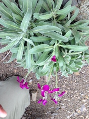 Matthiola incana incana