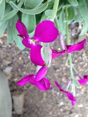 Matthiola incana incana