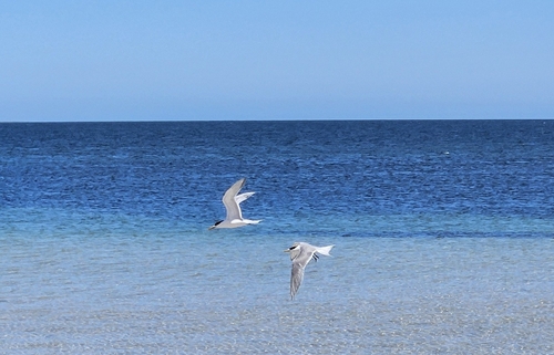 Great Crested Tern