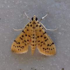 Conogethes punctiferalis