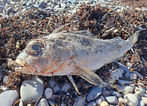 Gewone korbaars (Neosebastes scorpaenoides) — Neosebastidae — 3