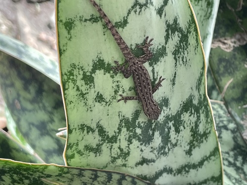 Hemidactylus frenatus