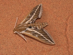 Hyles livornicoides
