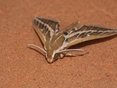 Hyles livornicoides