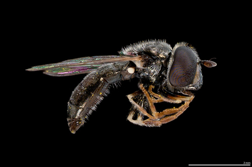 Unknown species found near Utah, US