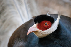 Brown Eared-Pheasant photo 4