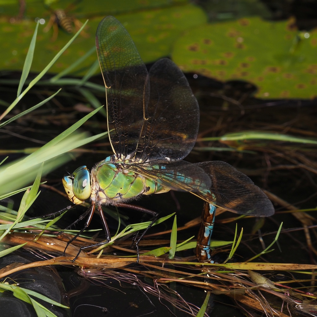 Blue Emperor (Dragonflies and damselflies of Namibia and Botswana